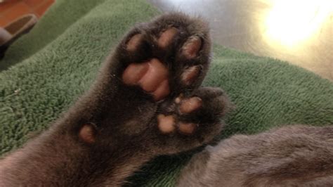 10 Facts About Polydactyl Cats Purrfect Love