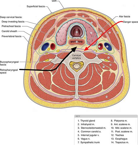 Retropharyngeal Abscess Anatomy