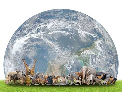 How Many Animals Exist On Earth The Earth Images Revimageorg