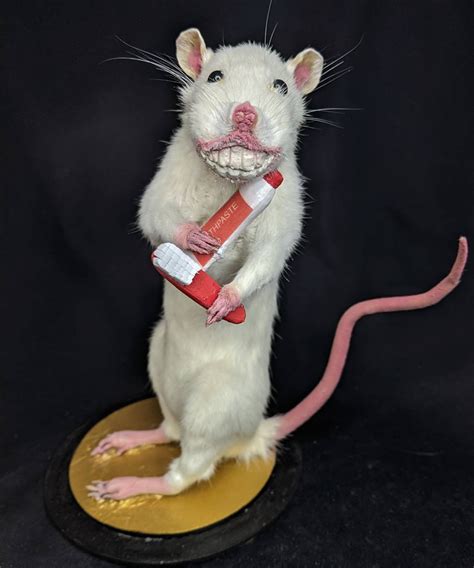 Taxidermy Rat W Pearly White Teeth Made To Order Rat Mount Etsy