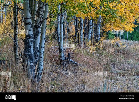 Cottonwood Trees In Fall Colors Stock Photo Alamy