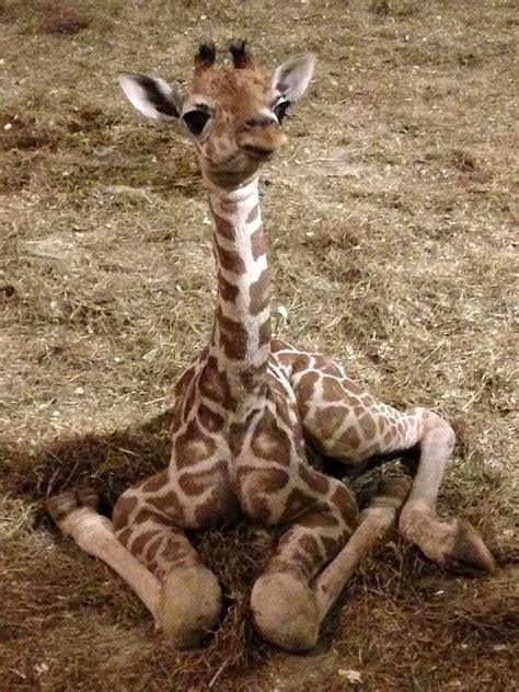 Pin By Tony Hale On Baby Giraffe Cute Animals Giraffe Giraffe Pictures