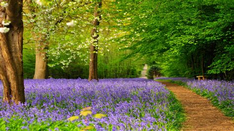 Bluebells At National Trust Venues In Kent Plus Hole Park Gardens