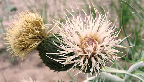 Pitchers Dune Thistle At Sturgeon Bay Ship Canal Door County Land Trust