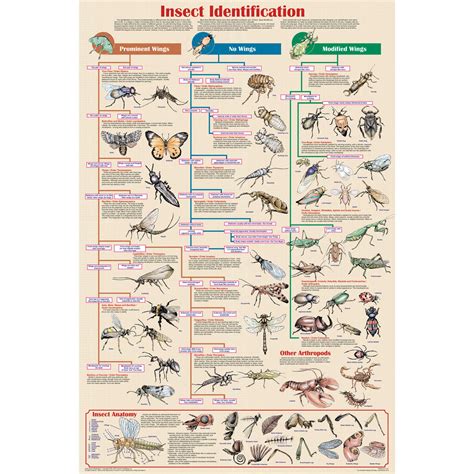 Insect Identification Chart Educationa Forestry Suppliers Inc