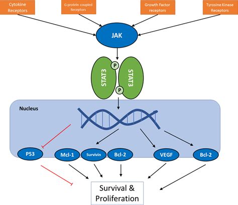 A Schematic Presentation Of Jakstat Pathway In Cancer Cells For The