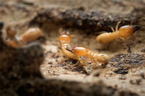 Swarming Season How To Prevent Termite Swarms