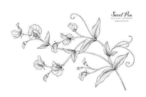 Premium Vector Sweet Peas Flower And Leaf Hand Drawn Botanical