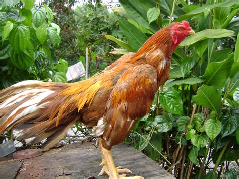 Ayam jago bangkok pukul mati ayam impor philipina. AYAM BENGKOK: Gambar-Gambar Ayam Sabung