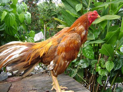 Gratis dipakai untuk komersial, kualitas tinggi dan bebas hak cipta. AYAM BENGKOK: Gambar-Gambar Ayam Sabung