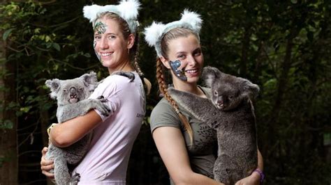 Koalas To Face Bleak Future Without Human Help The Cairns Post