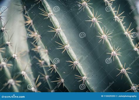 Macro Shot Of Cactus With Details Background Stock Image Image Of
