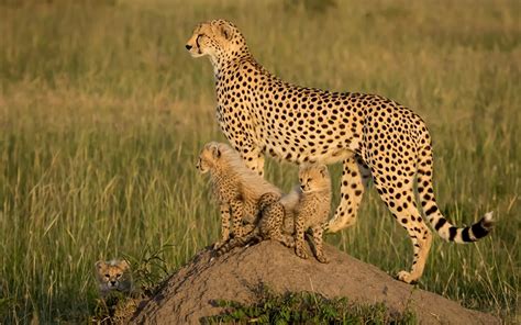 Photo Cheetah Cubs Three 3 Animals