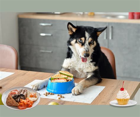 Do You Feed Your Dogs Scraps Or Treats From The Table Then Read On