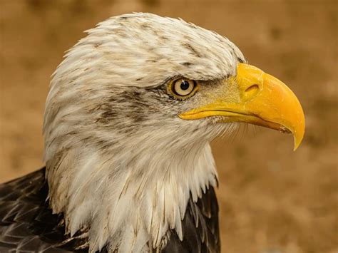 What Do Bald Eagles Eat A Complete Guide Animals Insider
