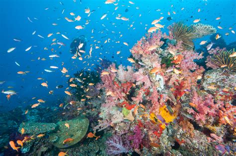 Rainbow Reef And Diver Somosomo Strait Fiji