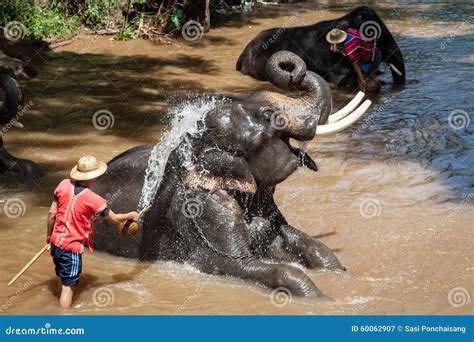 Elephant Bathing In The River Stock Image Image Of Elephant Chiangmai 60062907