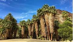 Indian Canyon Drives Enchanting Trail A Palm Springs Hiking Paradise