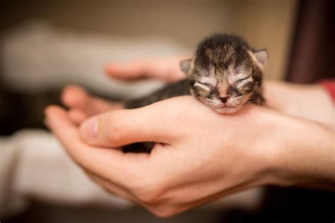 A newborn kitten has struck up a heartwarming bond with a dog. Kitten Care - Your Role as Surrogate Cat Mom