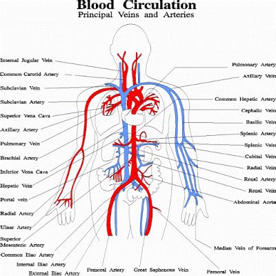 Explain the structure of arteries, veins, and capillaries, and how blood flows through the body. The blood circulation in the circulatory system | Science ...