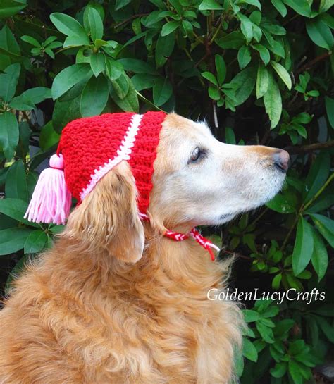 Crochet Dog Hat Free Crochet Pattern Goldenlucycrafts