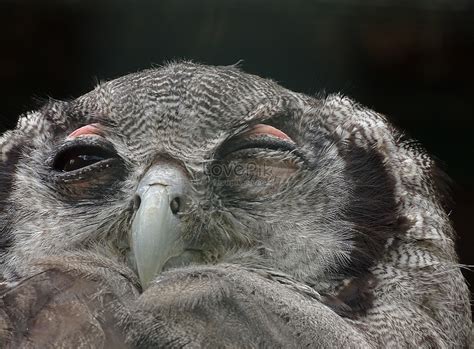 A Sleeping Owl Photo Imagepicture Free Download 252245