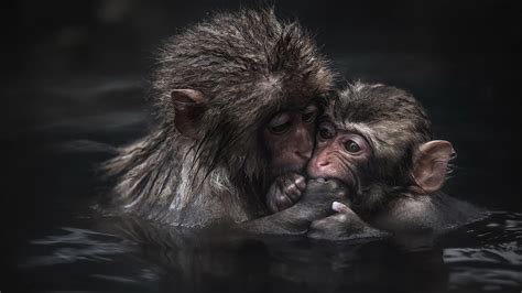 Two Monkeys Are On Body Of Water In Close Up Photography Hd Animals