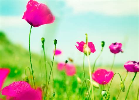 Flower Flowers Pink Green Blur Background Wallpaper