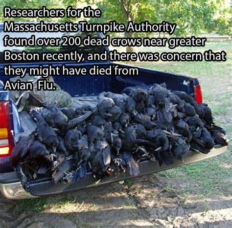 Crows Killed By Trucks — Ned Martin’s Amused