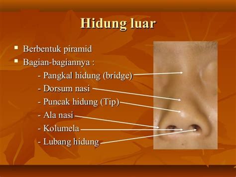 Gambar Anatomi Fisiologi Nasal Gambar Hidung Luar Di Rebanas Rebanas