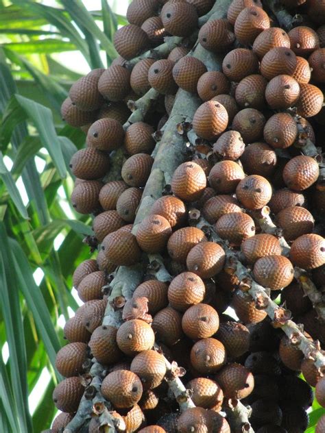 Aguaje Moriche Palm Mauritia Flexuosa Conociendo Las Frutas