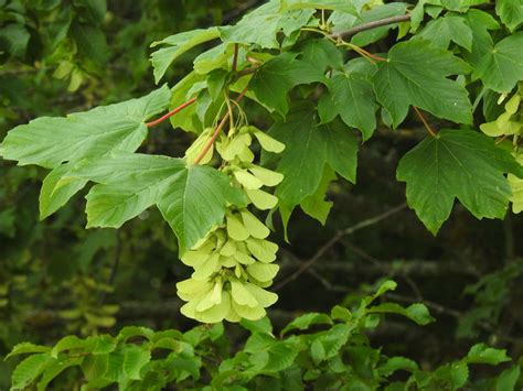 Invasive Plants In Massachusetts 31 Types That Could Be Growing Into A