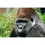 CultureMap Posts A Dud After Gorilla Death At Dallas Zoo  D Magazine