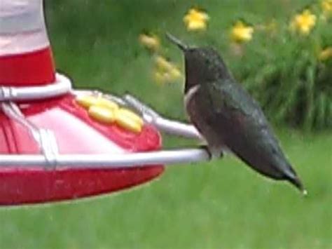 There you will find a map of the average dates of their arrival by areas of the u.s. How to Make Perches for a Hummingbird Feeder | Diy ...