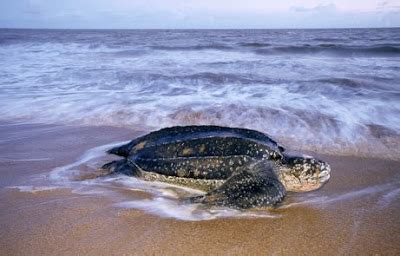 Authority agency to exert extra. Endless Horizon: Where's all the male leatherback turtles