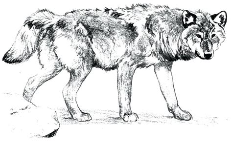Wolfs Coloring Pages For Adults