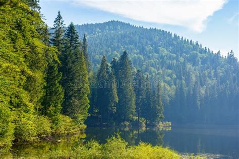Wild Lake Among The Coniferous Forest Stock Photo Image Of Forest