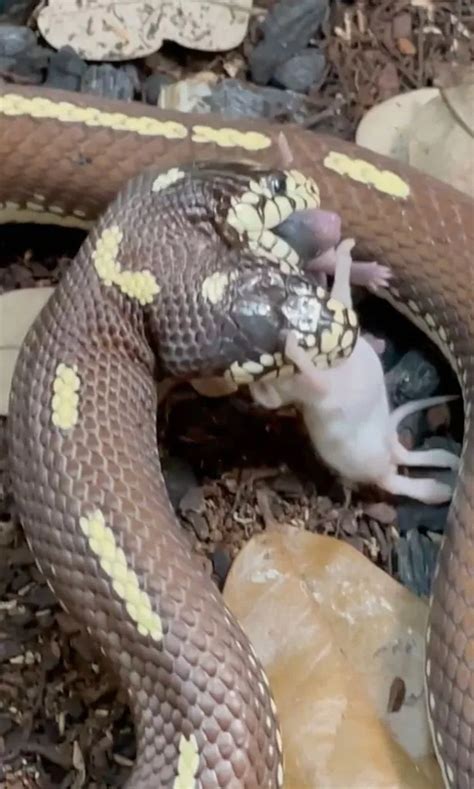 Two Headed Snake Named Ben And Jerry Filmed Eating Two Mice At The Same
