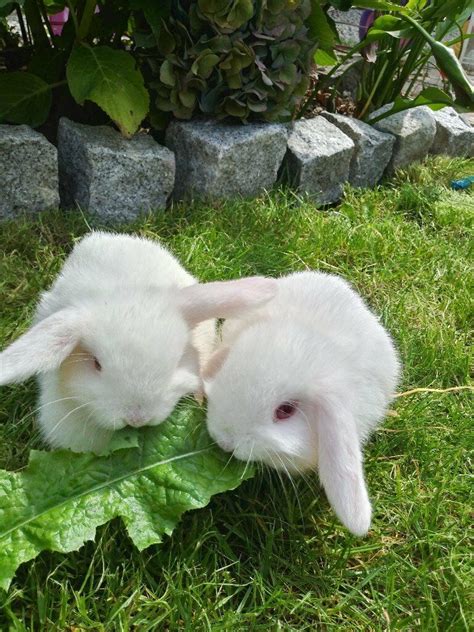 2 White Mini Lop Eared Baby Bunnies For Sale Ready For Collection In 2