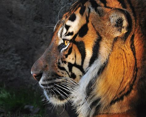 Tiger Profile By Robbobert On Deviantart