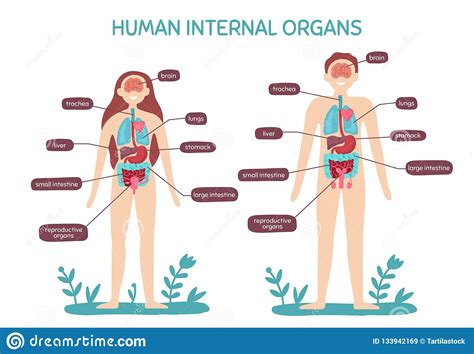 This chart provides an overview of the location and function of the internal organs of the body including the heart, lungs, stomach, kidneys and liver. Anatomy Of Internal Organs Female : Female Reproductive ...