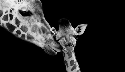Why Do Giraffes Have Long Necks 25 Animal Evolution Questions