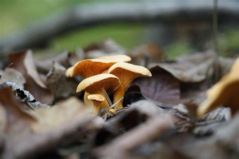 Where Do You Find Chanterelle Mushrooms — Forest Wildlife