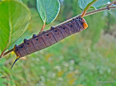 Snowberry Clearwing Hawk Moth Caterpillar Hemaris Diffinis By