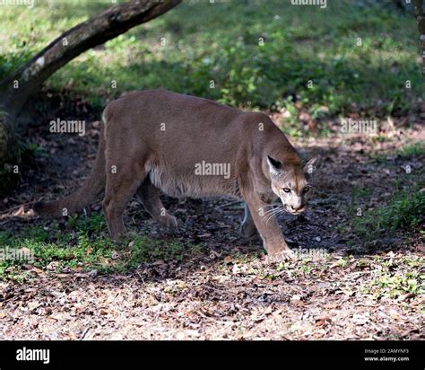 Panther Animal Displaying Brown Fur Head Eye Nose Mouth Tail And