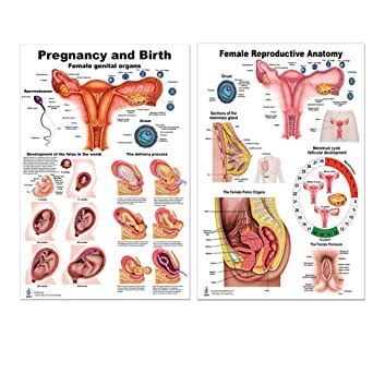 What's going on and when will it stop? Female Anatomy In Pregnancy