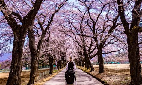 A Guide To New Zealands Best Cherry Blossom Festivals