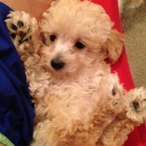 Find standard poodle dogs and puppies from texas breeders. Tiny toy poodle puppy 12 weeks for adoption for Sale in ...