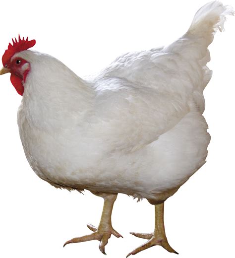 Download White Chicken With Red Head Standing Png Image For Free