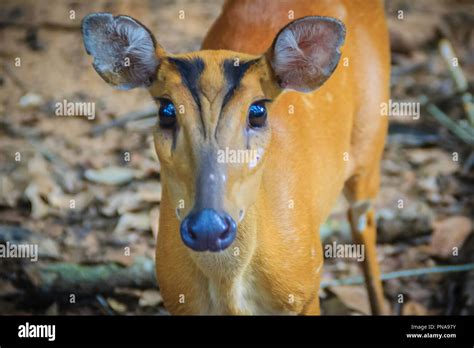 A Cute Indian Muntjac Muntiacus Muntjak Also Called Red Muntjac And Barking Deer Is A Common